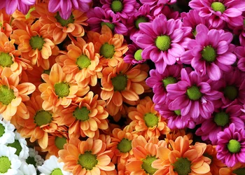 Lahr Chrysanthema 