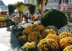 Chrysanthema - Lahr 